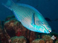 Queen Parrotfish